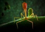 Virus a bakterie – lovec a jeho kořist