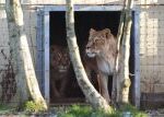 Dvě lvice z Ukrajiny našly nový domov ve skotské zoo