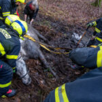 VIDEO A FOTO: Lesní bažina se stala koni pastí