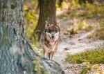 Slovensko od nového roku zrušilo ochranu vlků