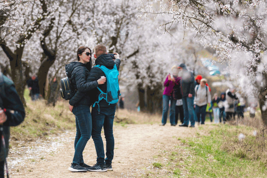 Přijeďte do Hustopečí na Slavnosti mandloní a vína