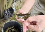 V Pasohlávkách loví rybáři z tůní invazního sumečka černého, hrozí jeho přemnožení