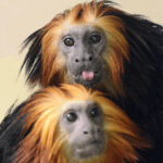 Zoo Hodonín má nově lvíčky zlatohlavé s miminkem