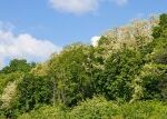 Je to jako zákopová válka, říká botanik o boji s invazivními rostlinami v Českém ráji