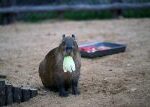 Koláček ani Fantomas nepřelstili pracovníky čínské ZOO