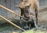 Novorozený zubr v pražské zoo uvázl v blátě
