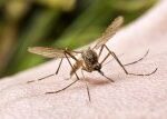 Vyhubit, nebo nevyhubit komáry? Vědci už by to uměli, varují ale před následky