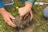 Ohrožená orchidej se vrací do Českého středohoří. Vstavač kukačku botanici vysazují na Českolipsku