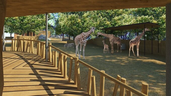 Pavilon žiraf a zeber v liberecké zoo čeká rekonstrukce. Kraj za ni dá přes 113 milionů