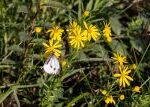 Starček úzkolistý vyhlásila Česká botanická společnost rostlinou roku 2025