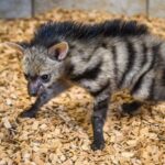 Světový úspěch: Zlínská zoo poprvé odchovala mláďata hyenek hřivnatých