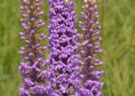 Ochranáři v Českém středohoří umístili 45 klecí na orchideje, mají květiny chránit před zvěří