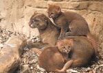 Roztomilá a hravá, taková jsou dvě koťata jaguarundi v Zoo Praha