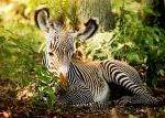 V ostravské zoo se narodilo mládě vzácné zebry Grévyho