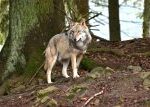 Z výběhu na Šumavě se vlků mohlo dostat více, terén je ale nepřehledný, říká vedoucí zoolog správy parku