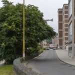 Zlínský kraj začal likvidovat invazní pajasan žláznatý