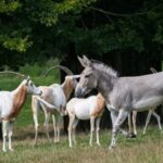 Zoo Liberec zapůjčila samce kriticky ohroženého osla do Safari Parku Dvůr Králové