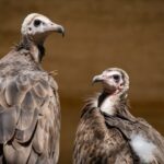 Den supů v liberecké zoo: Vzácní supi afričtí se poprvé ukážou veřejnosti