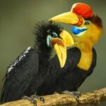 Historický okamžik: Zoo Zlín jako první v ČR úspěšně odchovala mládě zoborožce přilbového