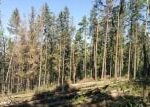 V lesích na Jihlavsku zničil kůrovec v minulých letech několik hektarů lesa