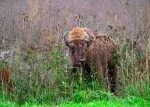 Pražská zoo vypustila zubry do výběhu v Dolních Počernicích