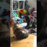 #doktoregg www.doktorvajicko.com