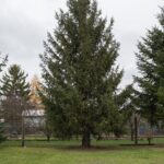 OBRAZEM: Kroměřížský vánoční strom už stojí na Velkém náměstí OBRAZEM: Kroměřížský vánoční strom už stojí na Velkém náměstí