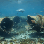 Převrat v kauze Nord Stream: Itálie vydala Ukrajince podezřelého z exploze do Německa