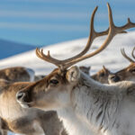 Řidič natočil, jak mu cestu zkřížilo stádo tisíců jelenů