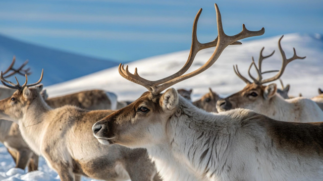 Řidič natočil, jak mu cestu zkřížilo stádo tisíců jelenů. Ani nedohlédl na konec „fronty zvířat”, která chtěla přejít silnici