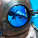 Stůjte tváří v tvář plejtvákovi