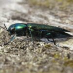 V boji o záchranu vzácného krasce dubového v CHKO Soutok pomůže i společnost IKEA V boji o záchranu vzácného krasce dubového v CHKO Soutok pomůže i společnost IKEA