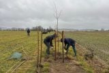 Jabloně, hrušně i duby. Dobrovolníci letos vysázeli stovky stromů a keřů v okolí Albrechtic nad Vltavou