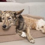 Jak zvolit správné místo na odpočinek pro psa Jak zvolit správné místo na odpočinek pro psa