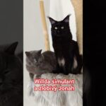 #doktoregg @doktoregg2 www.goldensons.de #cats