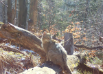 Návrat kočky divoké do Česka pokračuje. Tonka se usadila v Lužických horách, porodila tři koťata Návrat kočky divoké do Česka pokračuje