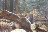 Návrat kočky divoké do Česka pokračuje. Tonka se usadila v Lužických horách, porodila tři koťata