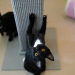 Škrabadla pro velké kočky a jejich význam pro zdravé drápky a svaly