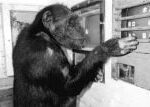 Uhynula šimpanzice ‚Láska‘, přezdívaná génius, bylo jí 49 let