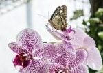 Botanická zahrada v Brně láká na oceňované orchideje a tropické motýly. Výstava trvá do 29. března Botanická zahrada v Brně láká na oceňované orchideje a tropické motýly. Výstava trvá do 29