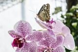Botanická zahrada v Brně láká na oceňované orchideje a tropické motýly. Výstava trvá do 29. března
