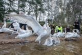 Dobré labutě se vracejí. Záchranná stanice Pasíčka vypouští mláďata zpět do přírody