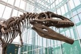 Dinosauři za desítky milionů dolarů: fosilie se přesouvají z muzeí do soukromých sbírek