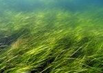Mořští zahradníci. Projekt Seagrass chce obnovit zničený velšský mořský ekosystém Mořští zahradníci