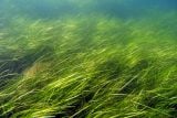 Mořští zahradníci. Projekt Seagrass chce obnovit zničený velšský mořský ekosystém