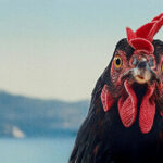 RECENZE: Tak vtipný film tu dlouho nebyl. Neskutečné, co o lidech sdělí jedna Slepice RECENZE: Tak vtipný film tu dlouho nebyl