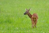 5000 lidí proti vyhlášce, která povoluje celoroční lov spárkaté zvěře do dvou let, tedy i březích srn a laní
