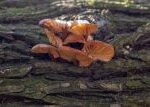 Čerstvé houby enoki z Číny mohou obsahovat bakterie listerie