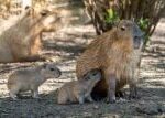 Kolik kapybar je nejvíc kapybar? V pražské zoo se narodilo sedm mláďat, jde o rekord chovu