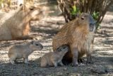 Kolik kapybar je nejvíc kapybar? V pražské zoo se narodilo sedm mláďat, jde o rekord chovu